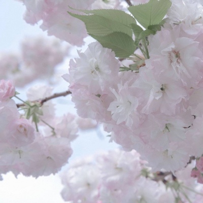 长安福瑞交流群